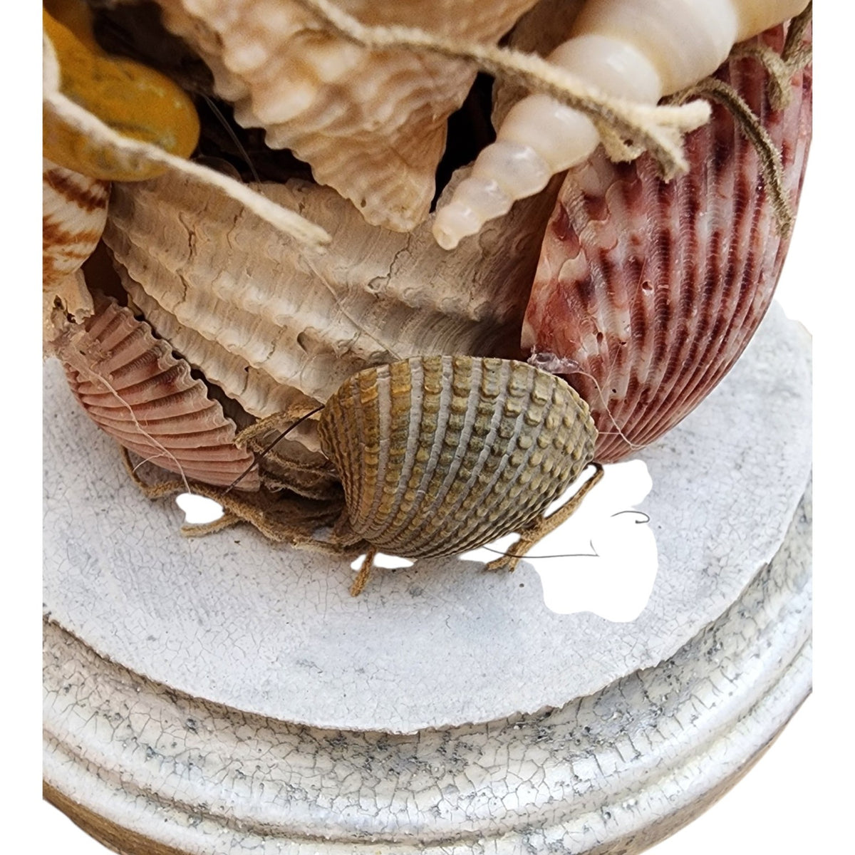 Close detail of seashell topiary and crazed painted base