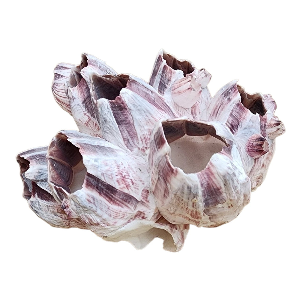Included purple barnacle shell cluster